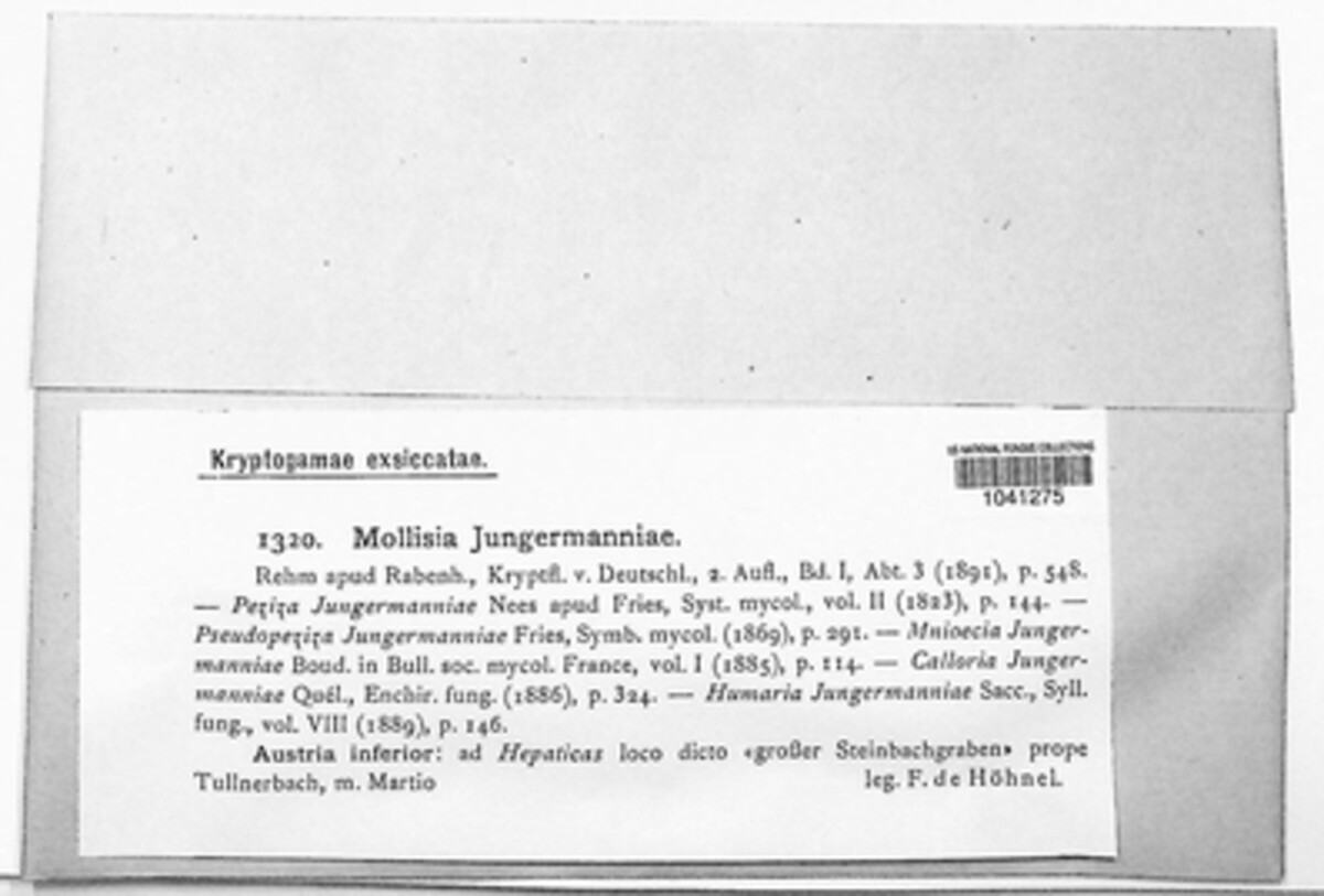 Mniaecia jungermanniae image